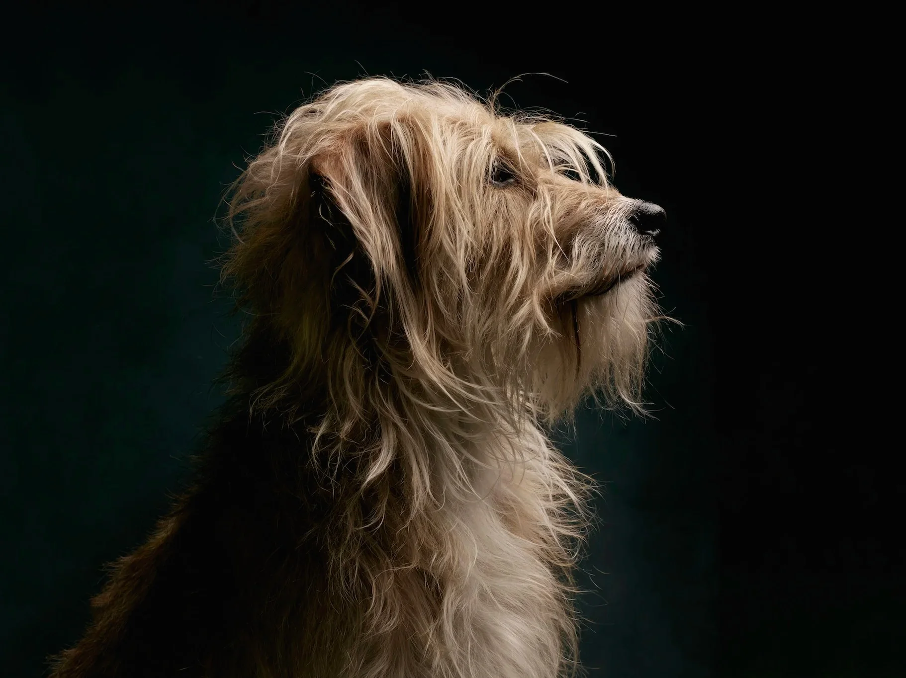 Profile of a long-haired Terrier-mix looking upwards.